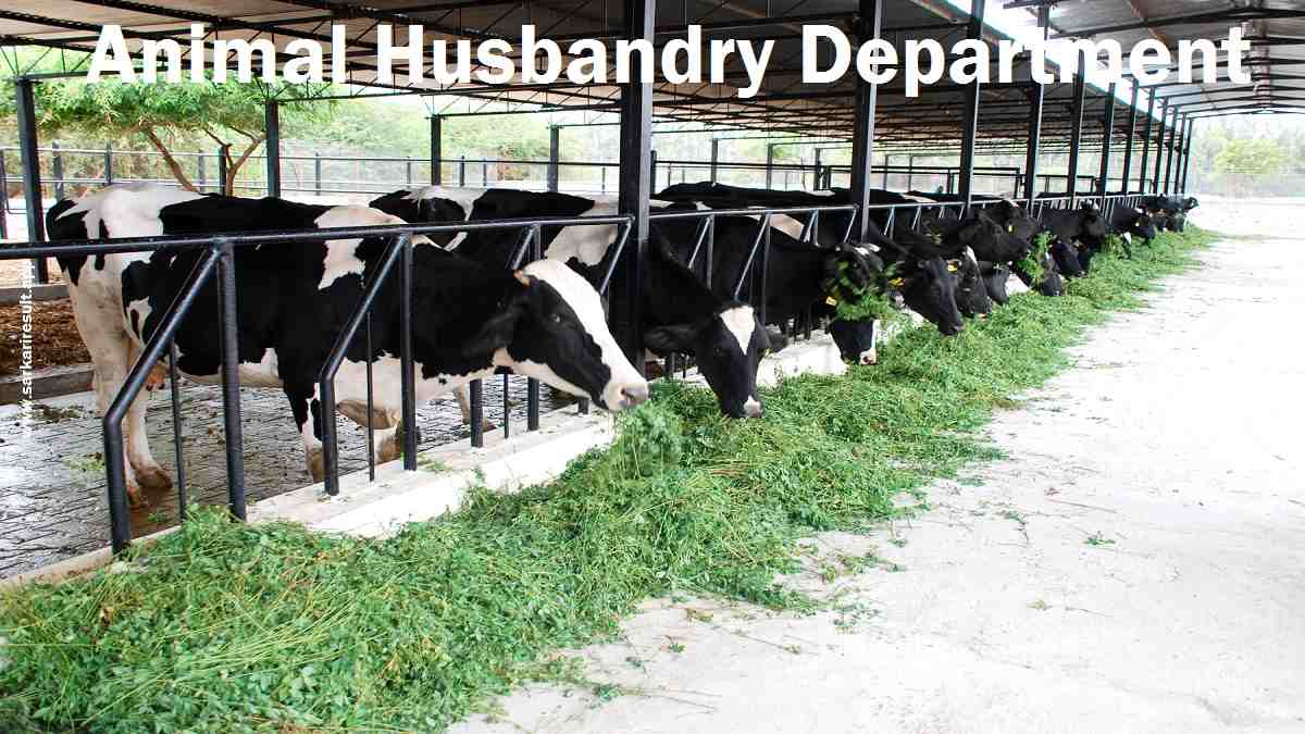 Animal Husbandry Department